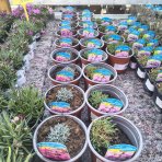 Klinček sivý (Dianthus Gratianopolitanus) 'WHATFIELD MAGENTA' - kont. C1L